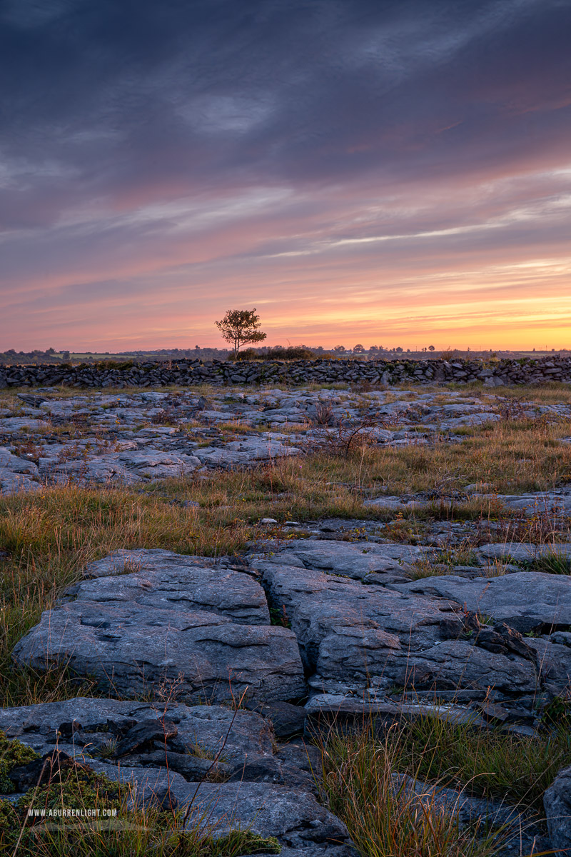 A Burren Lone Tree Clare Ireland - autumn,lone tree,lowlands,red,september,twilight,walls,pick-lowland
