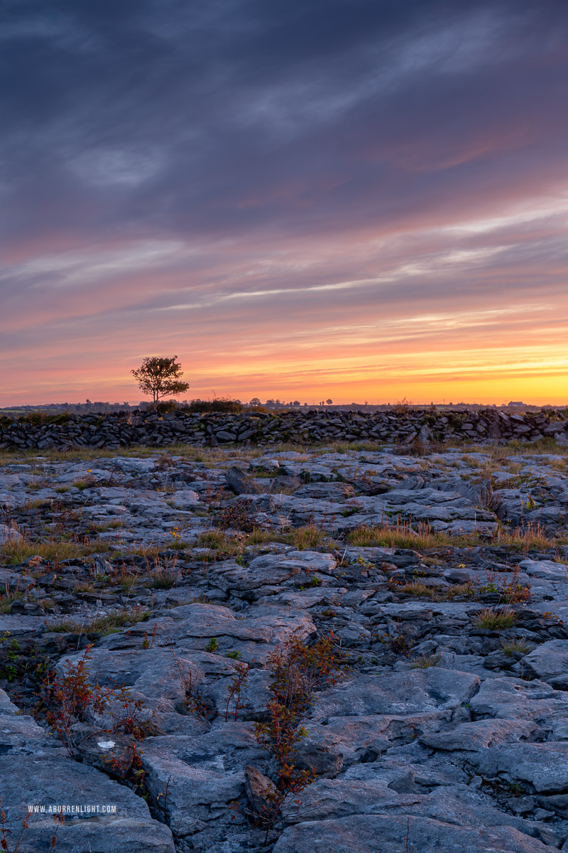A Burren Lone Tree Clare Ireland - autumn,lone tree,lowlands,red,september,twilight,walls