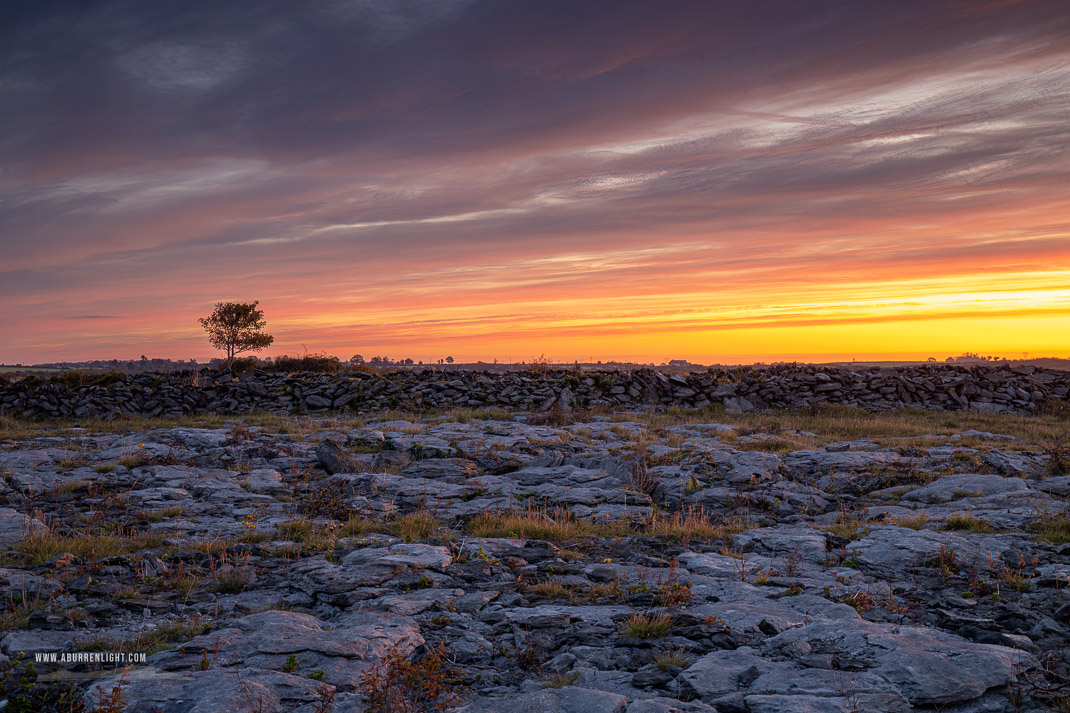 A Burren Lone Tree Clare Ireland - autumn,lone tree,lowlands,red,september,twilight,walls