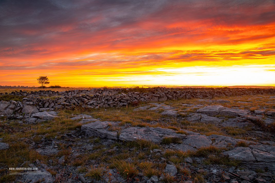 A Burren Lone Tree Clare Ireland - autumn,lone tree,lowlands,red,september,sunrise,twilight,walls