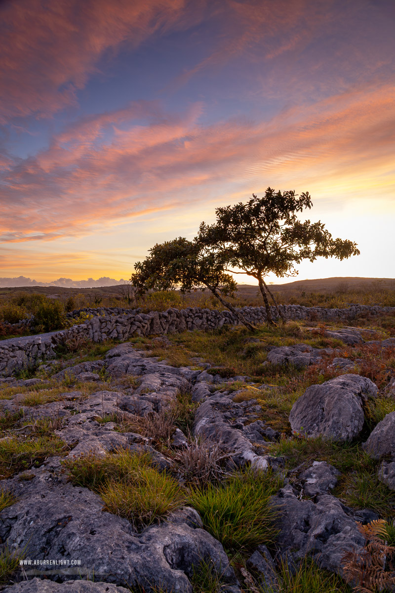 A Burren Lone Tree Clare Ireland - autumn,avalla,dusk,lone tree,park,pink,september,sunset,walls