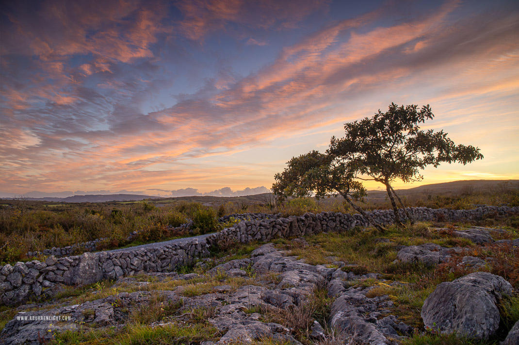 A Burren Lone Tree Clare Ireland - autumn,avalla,dusk,lone tree,park