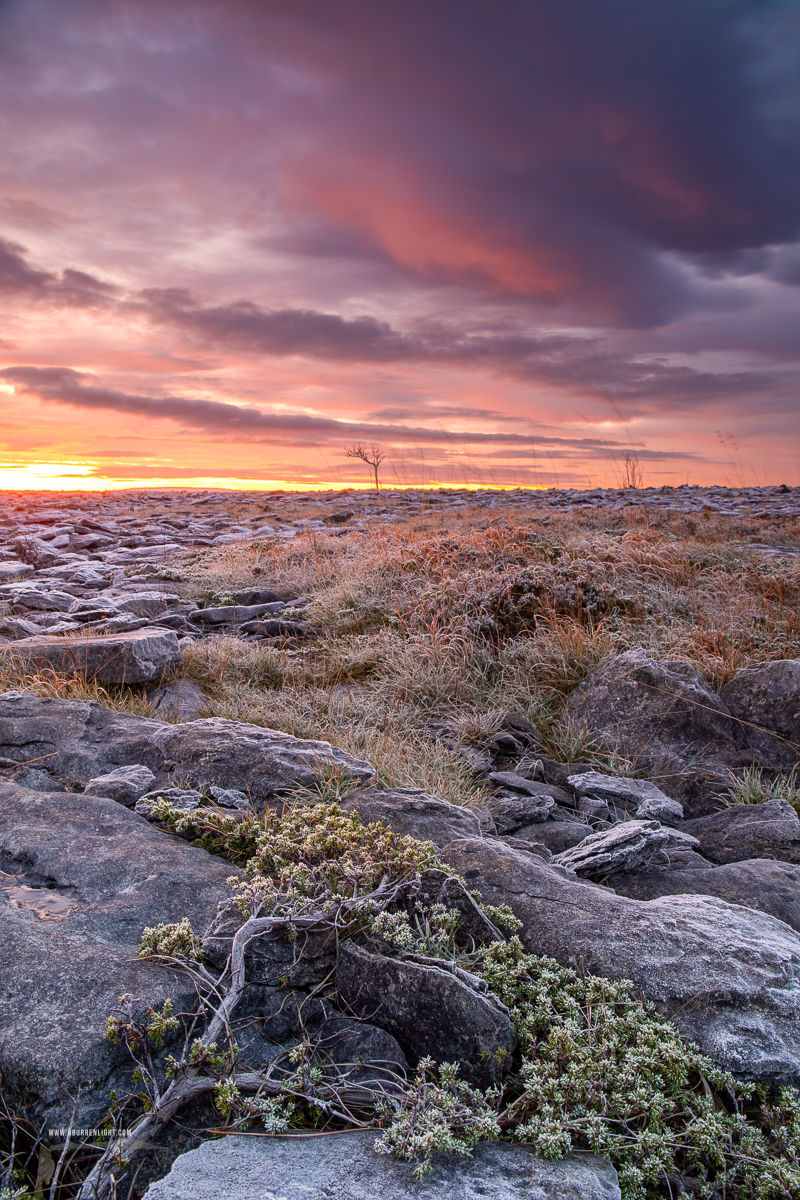 A Burren Lone Tree Clare Ireland - autumn,limited,lone tree,lowlands,november,pick-lowland,portfolio,twilight