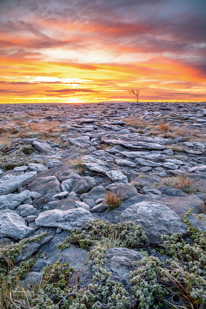 A Burren Lone Tree Clare Ireland - autumn,lone tree,lowlands,november,pick-lowland,sunrise