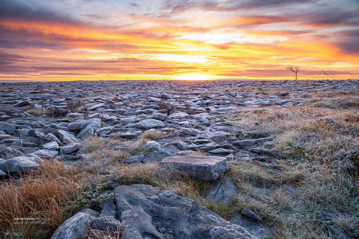 A Burren Lone Tree Clare Ireland - autumn,lone tree,lowlands,november,pick-lowland,sunrise