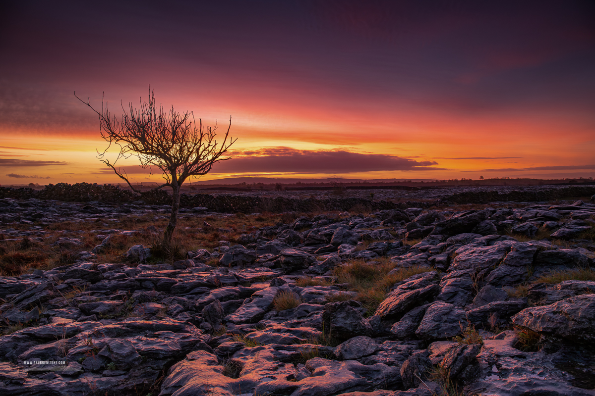 A Burren Lone Tree Clare Ireland - autumn,december,lone tree,lowlands,pink,twilight,walls