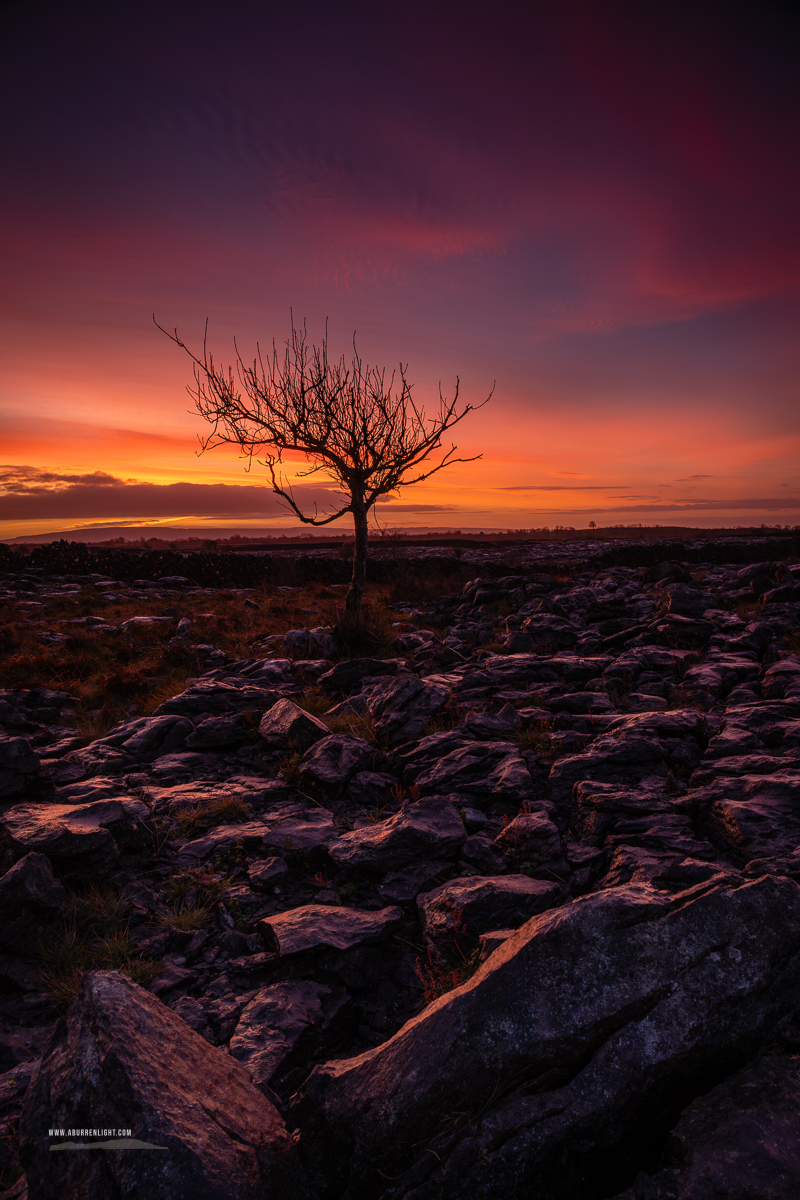 A Burren Lone Tree Clare Ireland - autumn,december,lone tree,lowlands,pink,twilight,walls