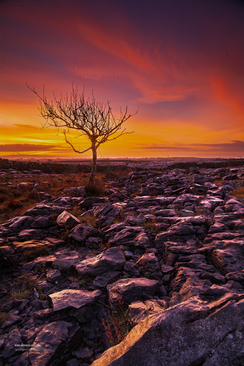 A Burren Lone Tree Clare Ireland - autumn,december,lone tree,lowlands,pink,twilight,walls