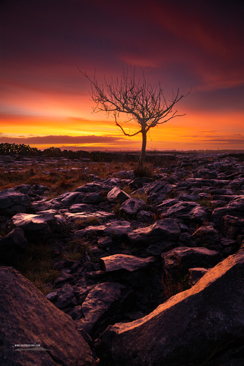 A Burren Lone Tree Clare Ireland - autumn,december,lone tree,lowlands,pick-lowland,orange,portfolio,twilight,walls,monthly-pick,drama