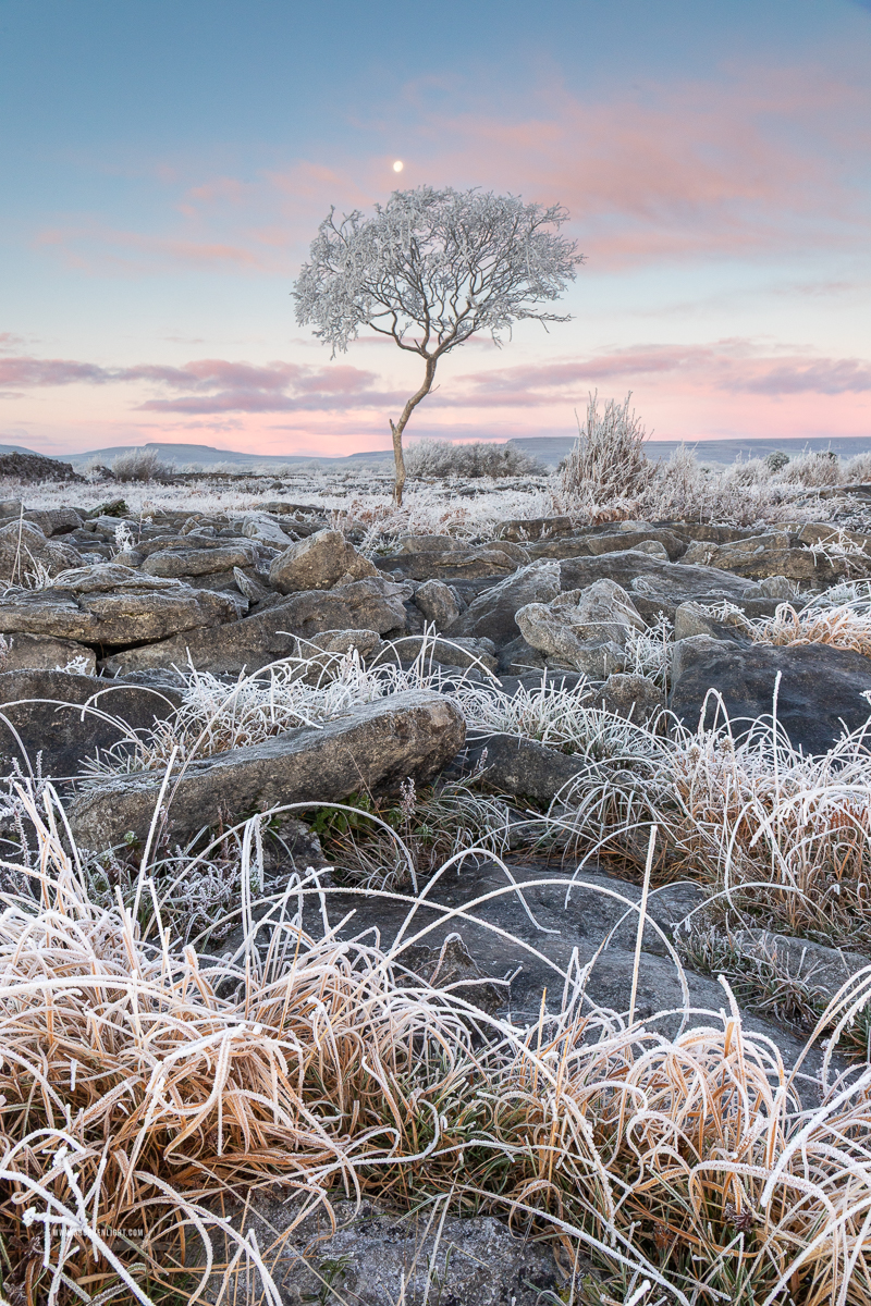 A Burren Lone Tree Clare Ireland