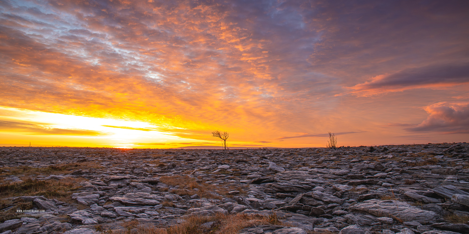 A Burren Lone Tree Clare Ireland - frost,january,lone tree,lowlands,panorama,sunrise,winter