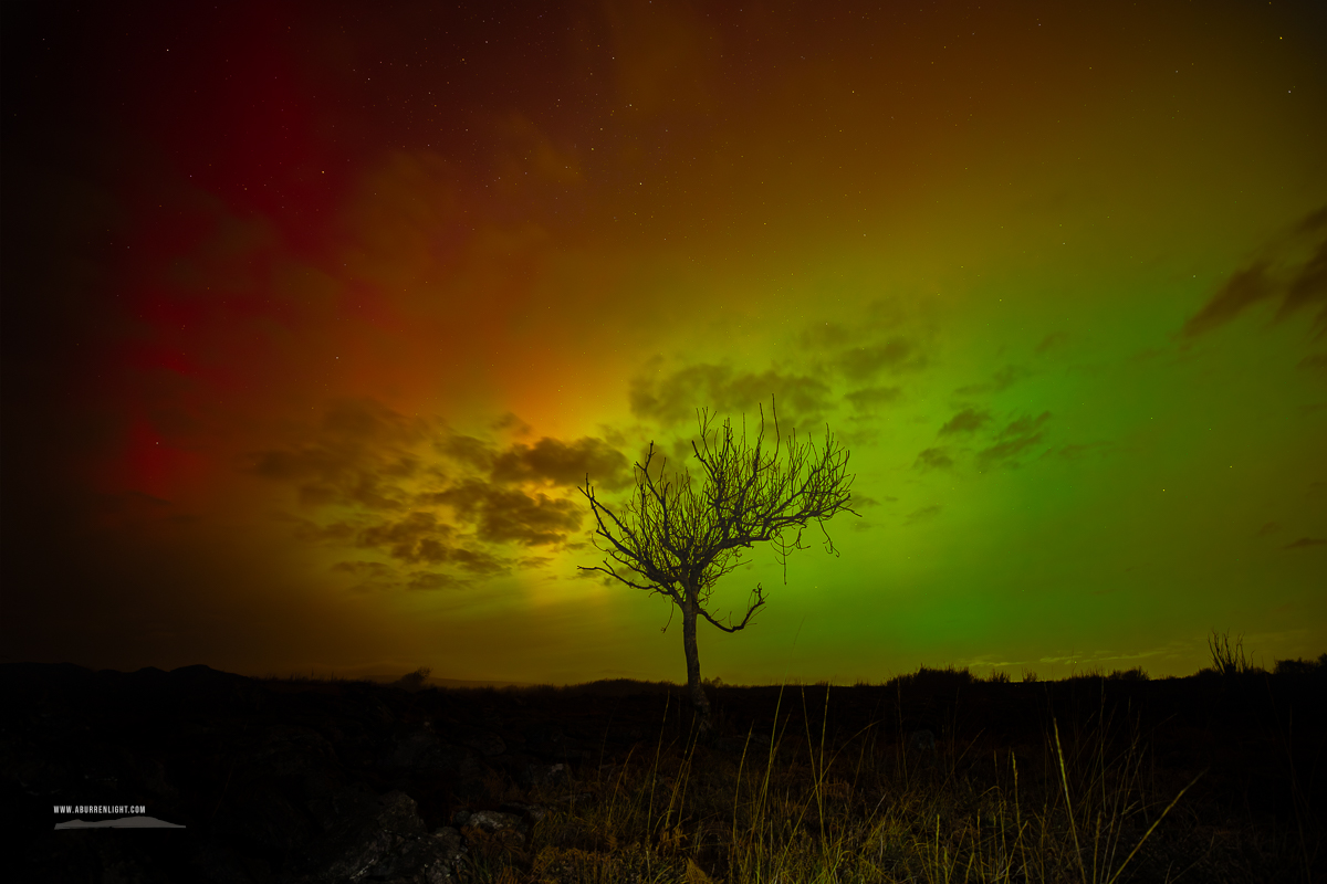 A Burren Lone Tree Clare Ireland - astro,aurora,january,lone tree,lowland,night,winter