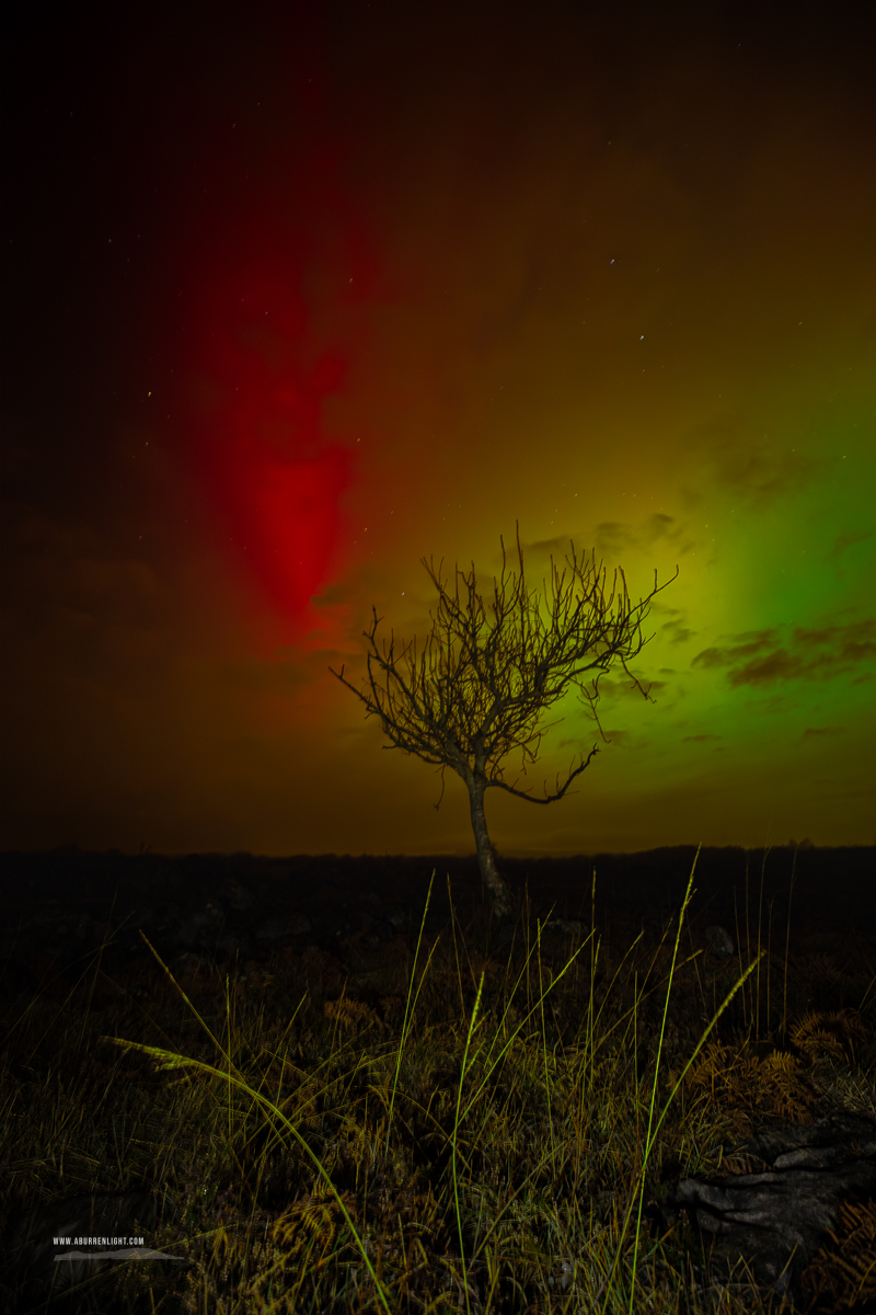 A Burren Lone Tree Clare Ireland - astro,aurora,january,lone tree,lowland,night,winter