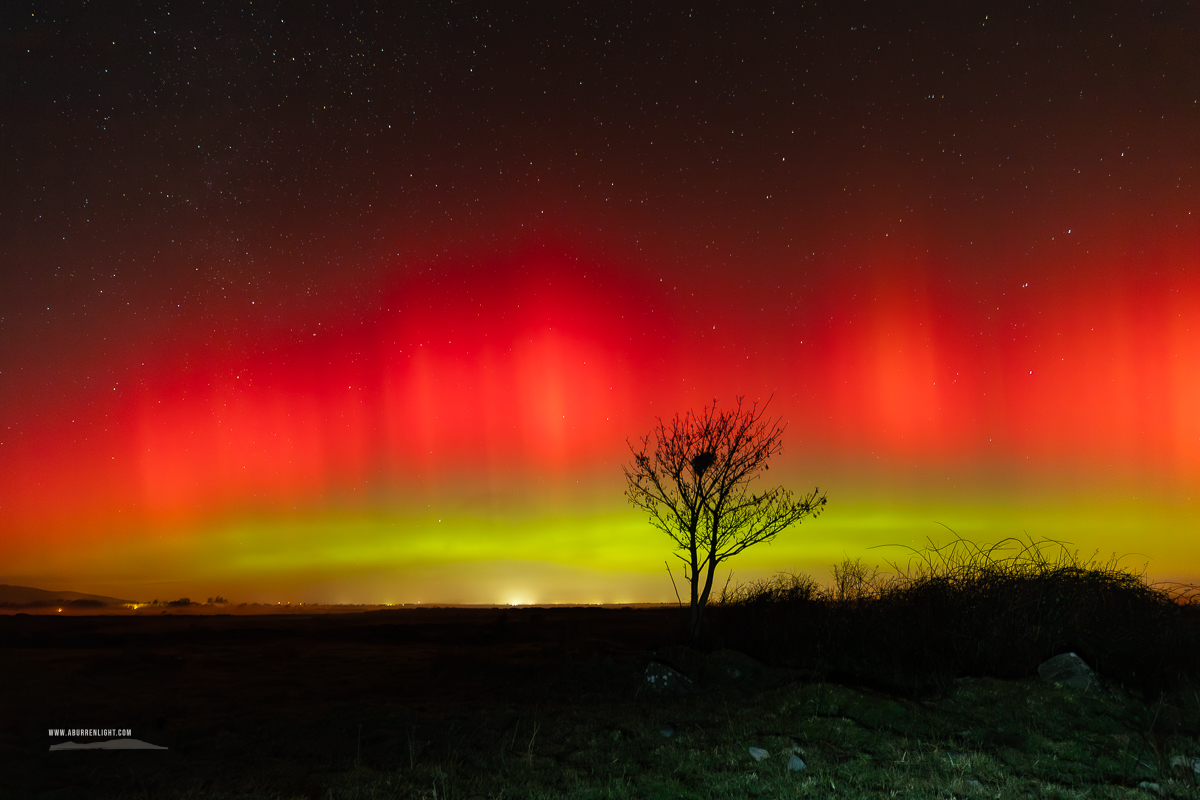 A Burren Lone Tree Clare Ireland - astro,aurora,january,lone tree,lowland,night,winter