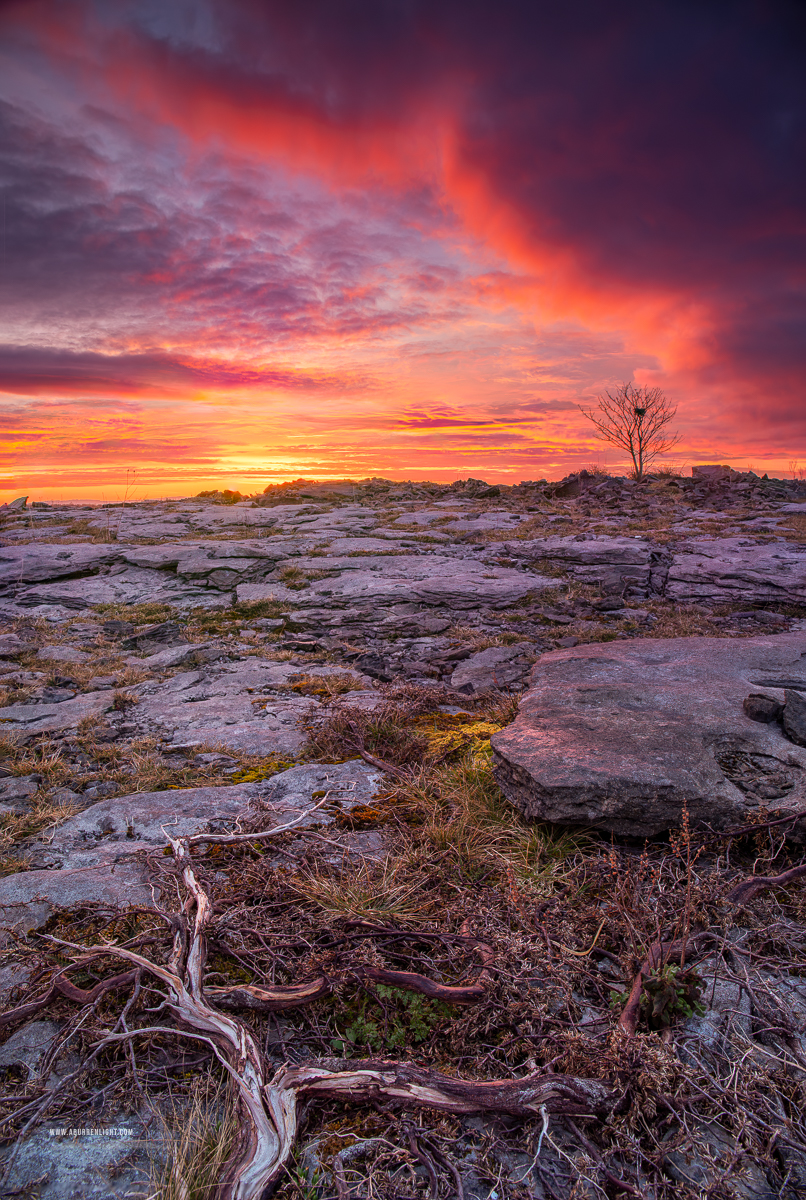 A Burren Lone Tree Clare Ireland - april,lone tree,lowlands,pick-lowland,red,spring,sunrise,twilight,portfolio,limited