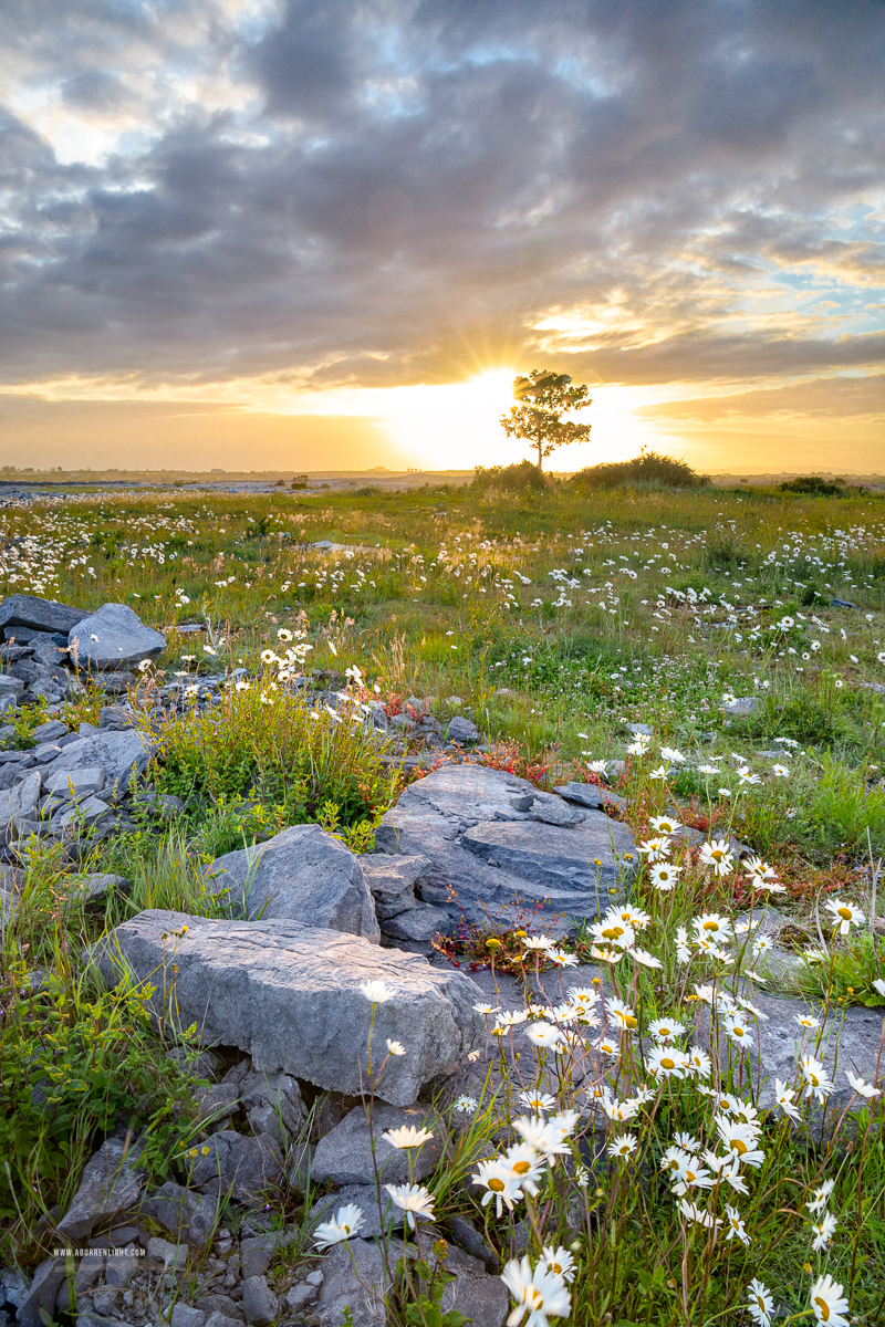 A Burren Lone Tree Clare Ireland - flower,june,lone tree,spring,sunrise,lowland,limited,portfolio,golden,sunstar