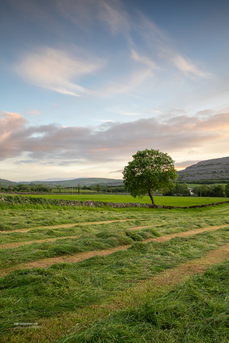 A Burren Lone Tree Clare Ireland - golden,lone tree,lowlands,may,spring,sunset