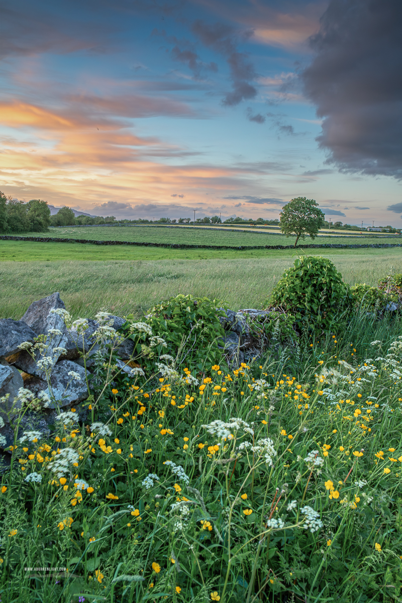 A Burren Lone Tree Clare Ireland - golden,lone tree,lowlands,may,spring,sunset
