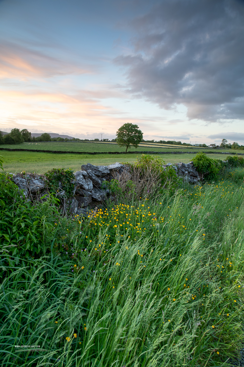 A Burren Lone Tree Clare Ireland - golden,lone tree,lowlands,may,spring,sunset
