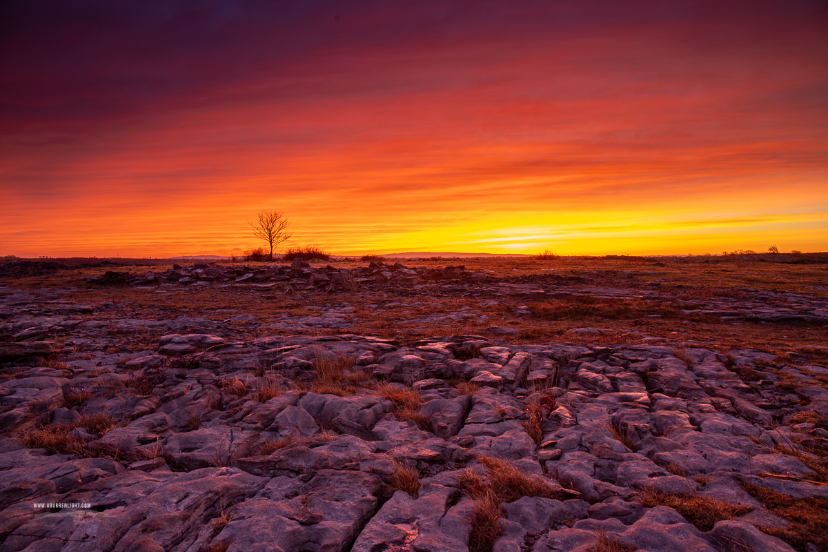 A Burren Lone Tree Clare Ireland - dawn,lone tree,lowlands,march,red,twilight,winter