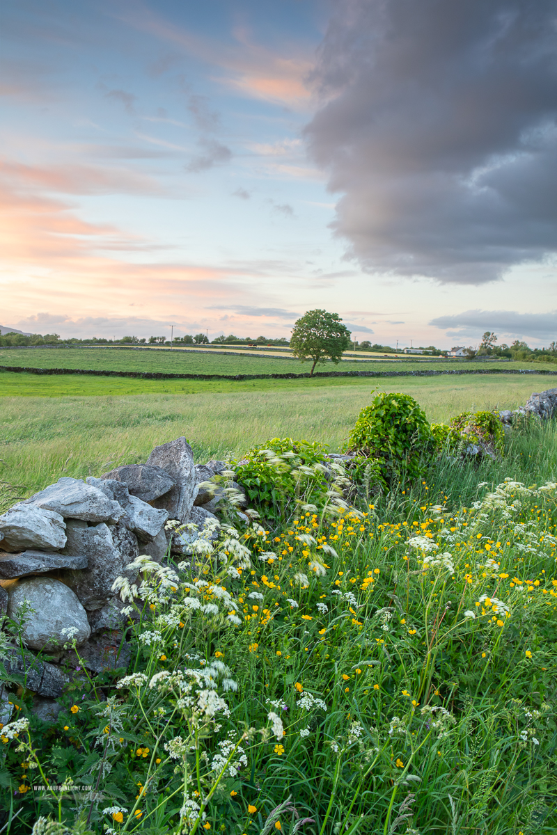 A Burren Lone Tree Clare Ireland - golden,lone tree,lowlands,may,spring,sunset