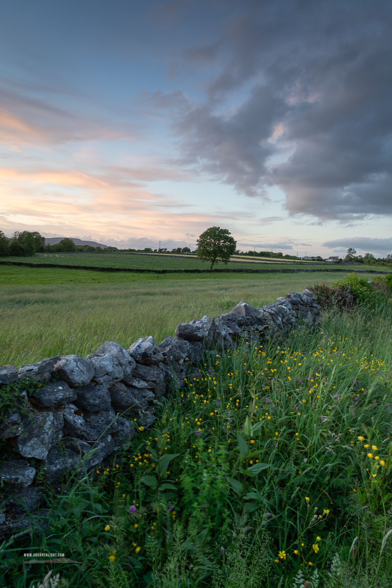 A Burren Lone Tree Clare Ireland - golden,lone tree,lowlands,may,spring,sunset