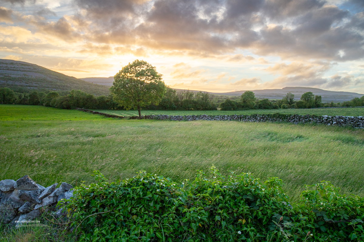 A Burren Lone Tree Clare Ireland - golden,lone tree,lowlands,may,spring,sunset,pick-lowland