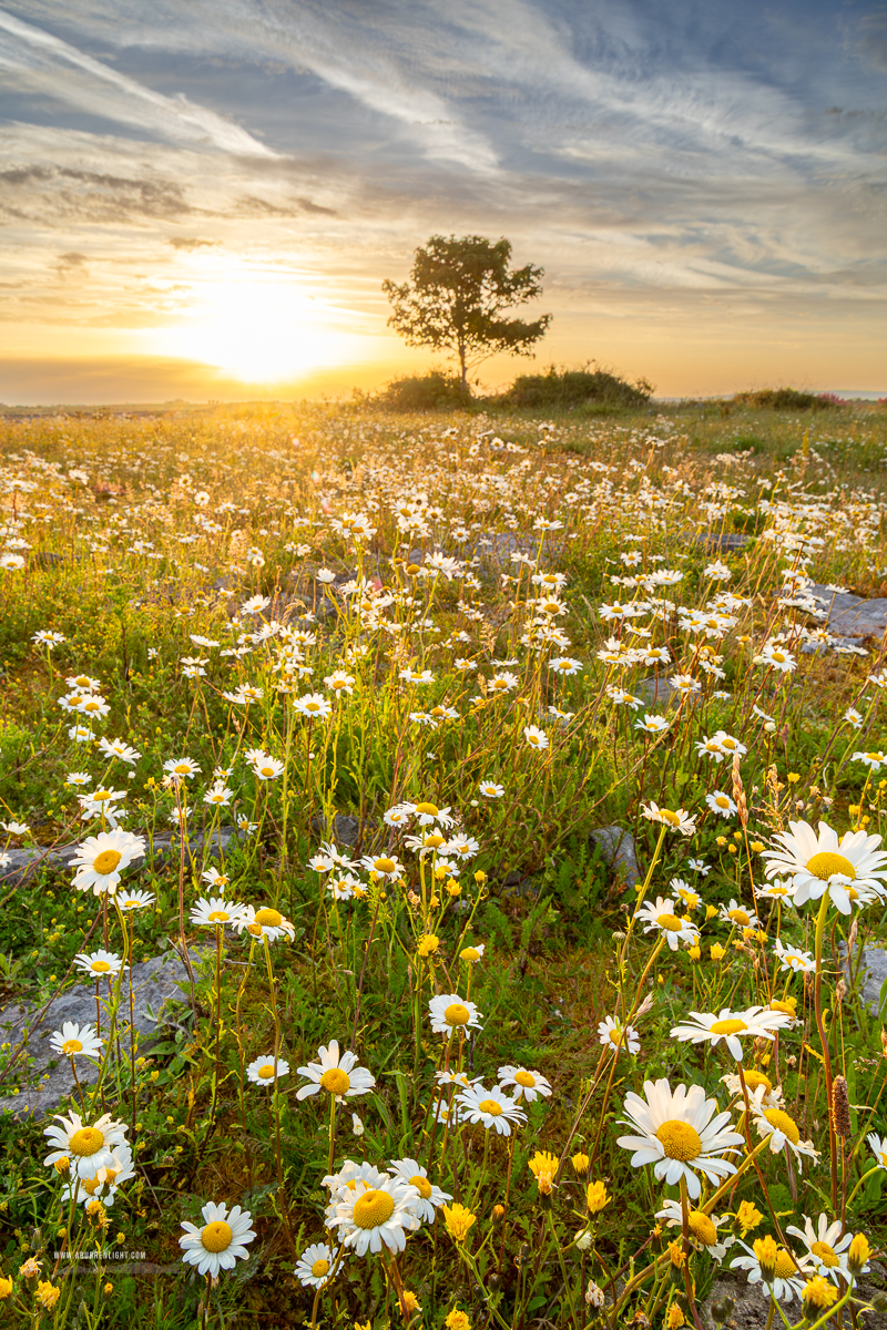 Wild daisies illuminated by sunrise across the Burren landscape