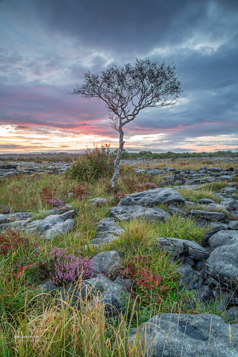 A windswept tree stands above heather and limestone pavement under a softly coloured evening sky in the Burren.