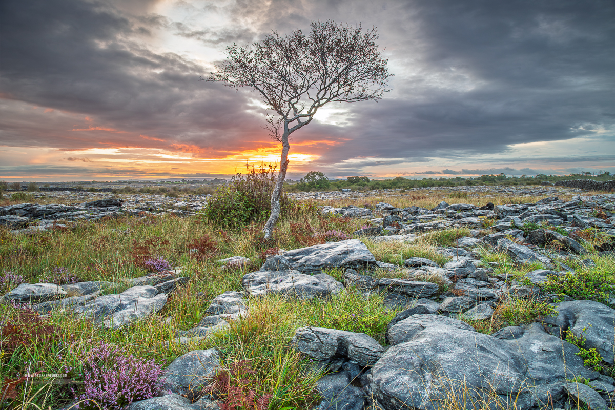 A lone tree stands over limestone pavement and heather as fiery sunrise light breaks beneath dark clouds in the Burren.