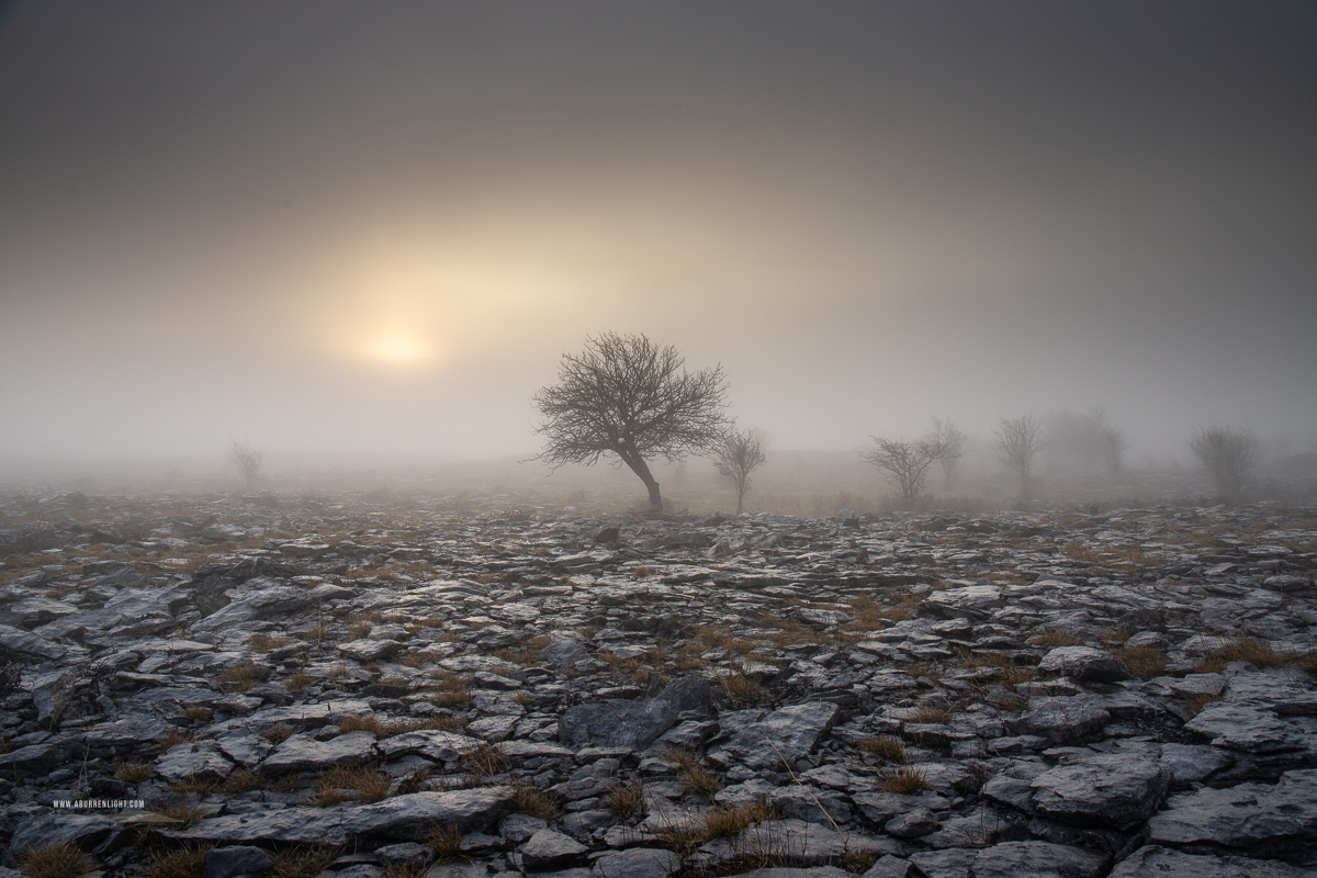 Low sun glowing through winter mist behind a lone tree on frosted Burren limestone