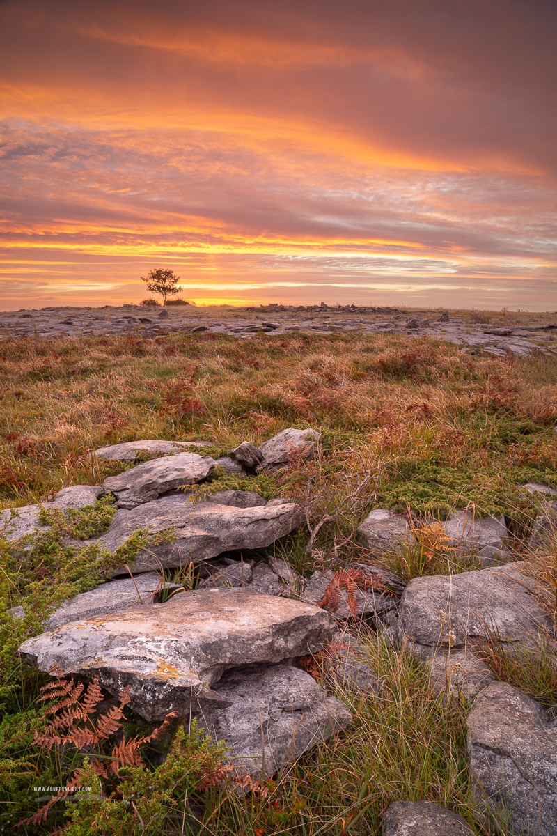 Weathered limestone and autumn ferns leading towards a lone tree beneath an orange dawn sky in the Burren, County Clare.