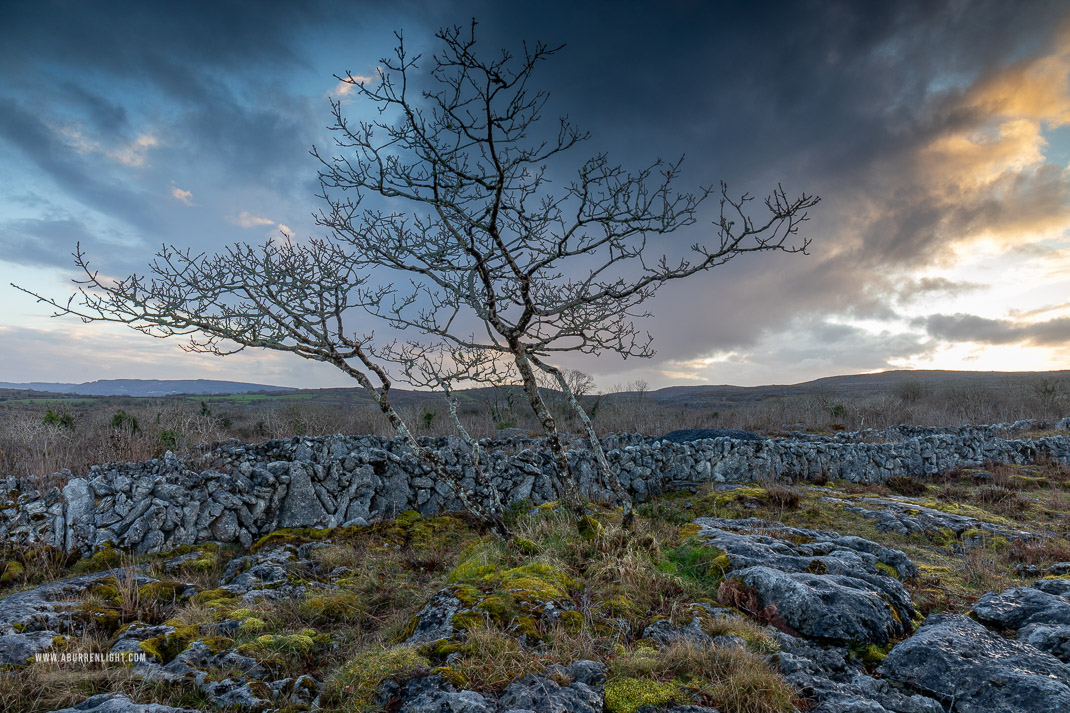 A Burren Lone Tree Clare Ireland - lone tree,march,sunset,wall,winter,lowland
