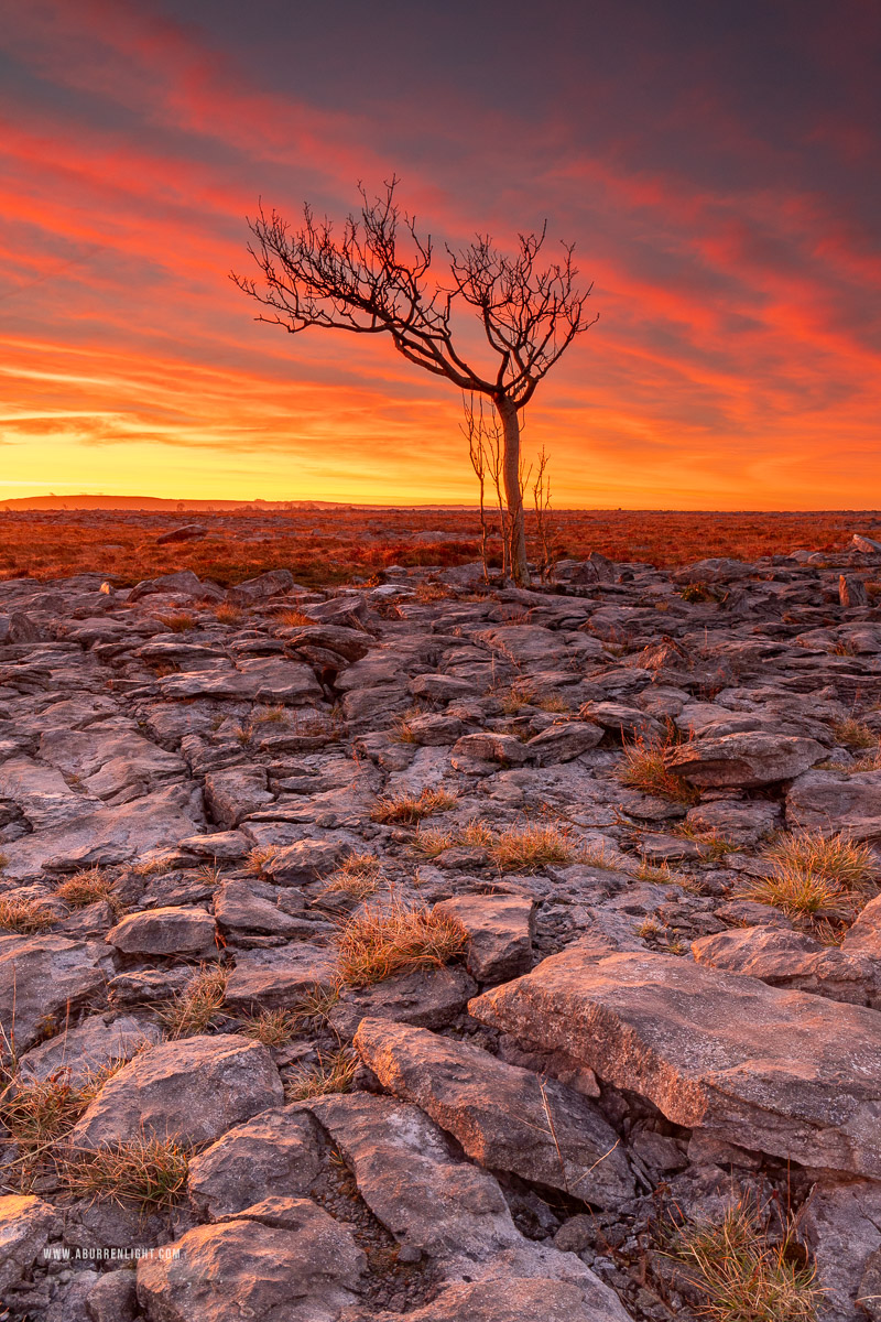 A Burren Lone Tree Clare Ireland - february,lone tree,long exposure,orange,twilight,winter,lowland