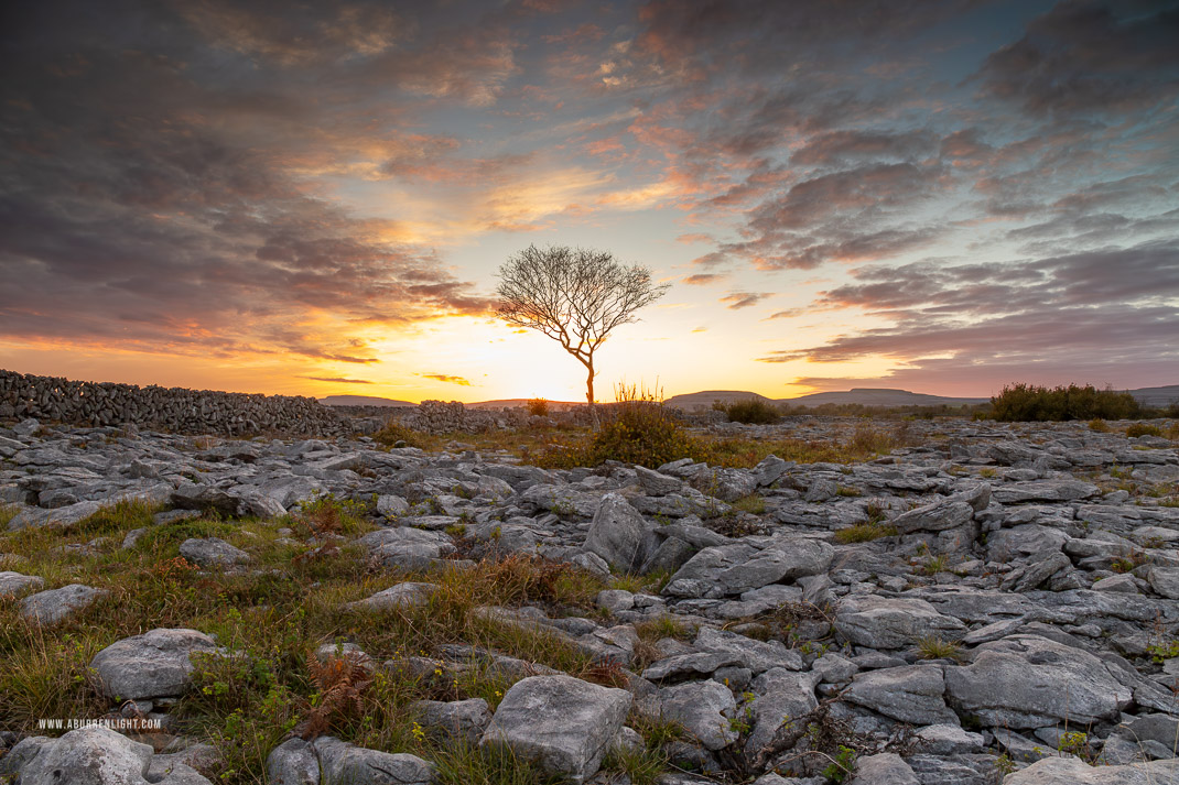 A Burren Lone Tree Clare Ireland - autumn,lone tree,october,sunset,lowland,golden