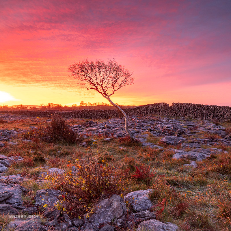 A Burren Lone Tree Clare Ireland - lone tree,lowland,night,october,autumn,sunrise,square