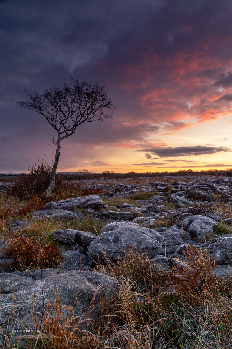 A Burren Lone Tree Clare Ireland - autumn,lone tree,lowland,november,twilight