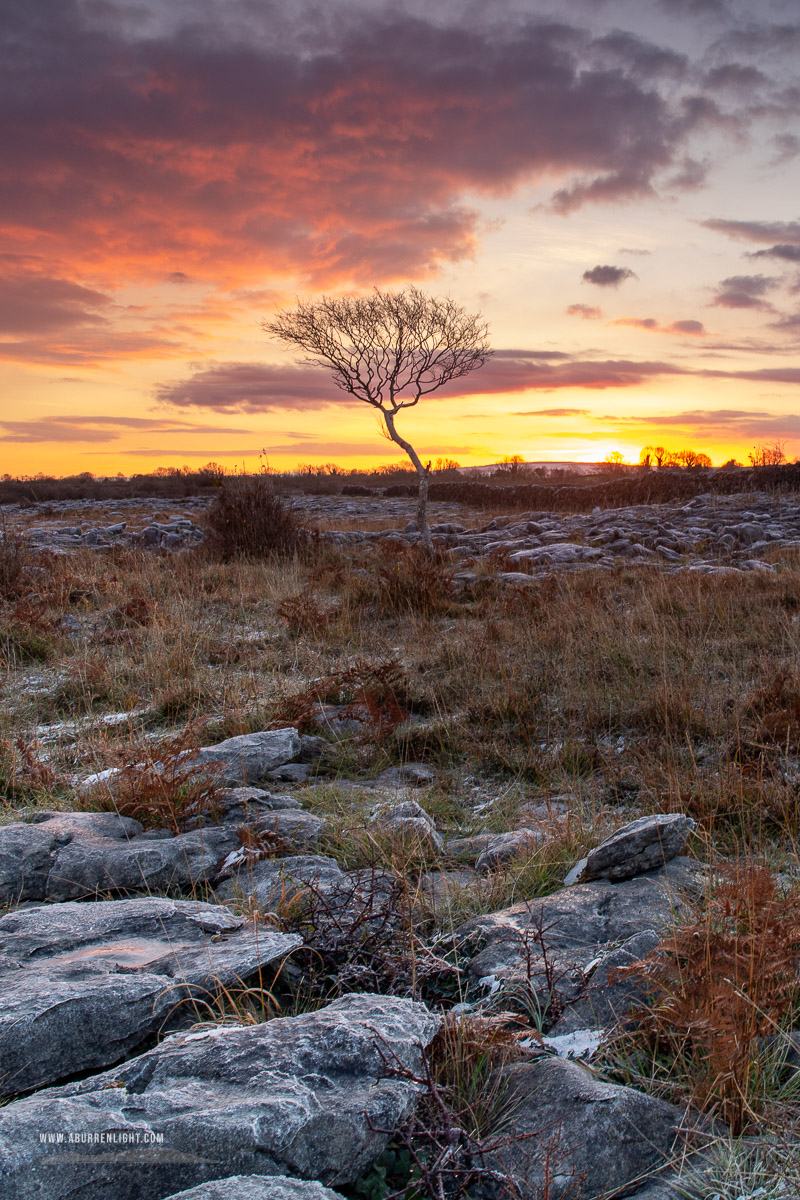 A Burren Lone Tree Clare Ireland - autumn,lone tree,lowland,november,twilight