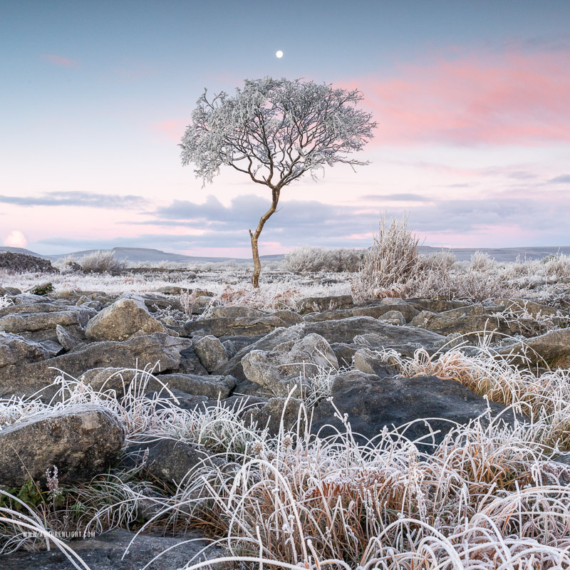 A Burren Lone Tree Clare Ireland - autumn,december,frost,lone tree,lowland,moon,square,twilight,hoarfrost,dawn