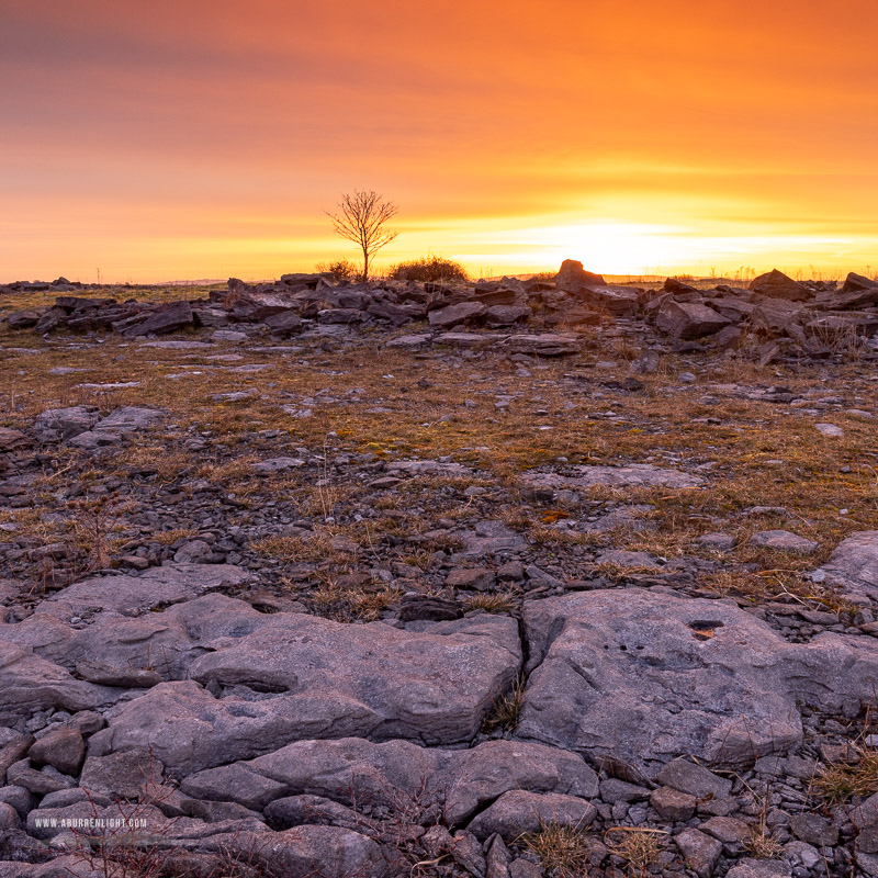A Burren Lone Tree Clare Ireland - lone tree,lowland,march,orange,square,twilight,winter