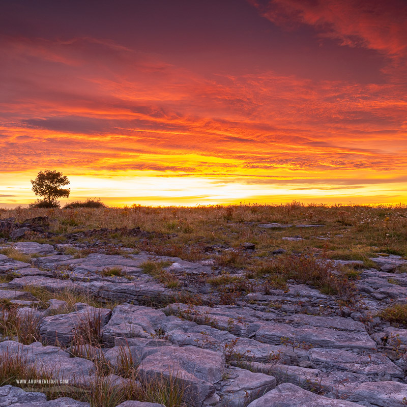 A Burren Lone Tree Clare Ireland - lone tree,lowland,red,september,square,summer,sunrise,twilight