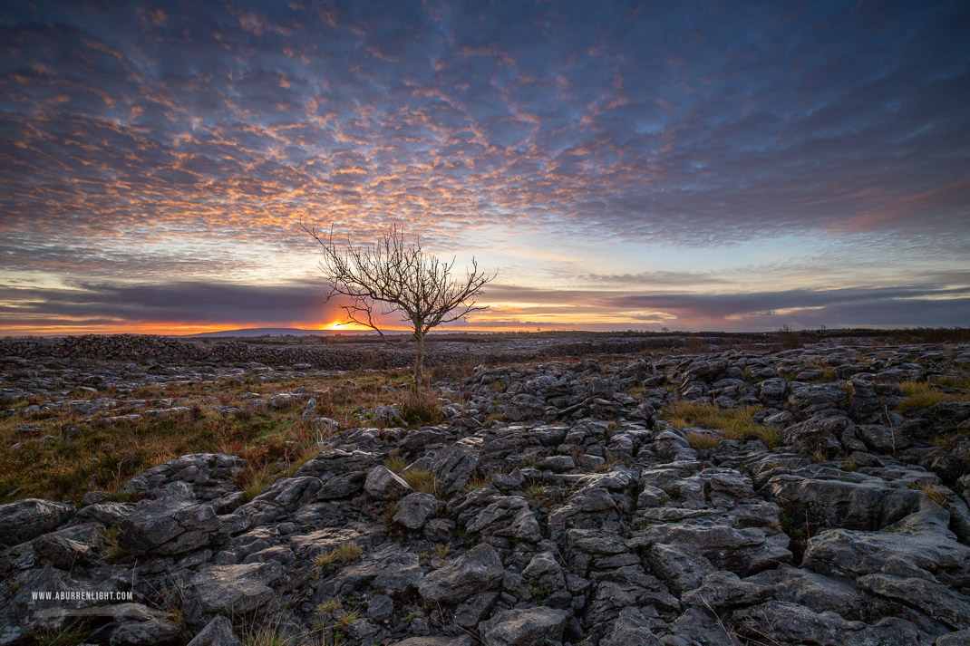 A Burren Lone Tree Clare Ireland - autumn,december,lone tree,lowland,pink,sunrise