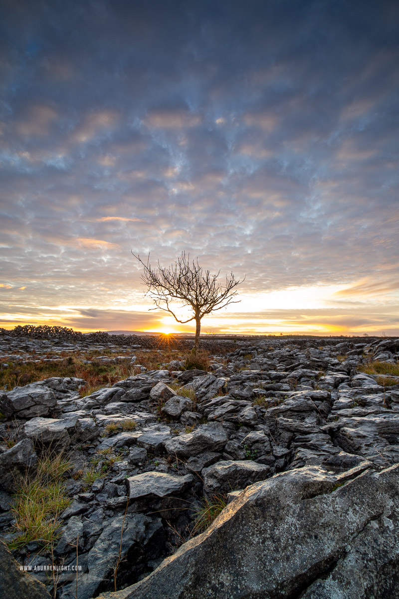 A Burren Lone Tree Clare Ireland - autumn,december,lone tree,lowland,pink,sunrise,sunstar,limited