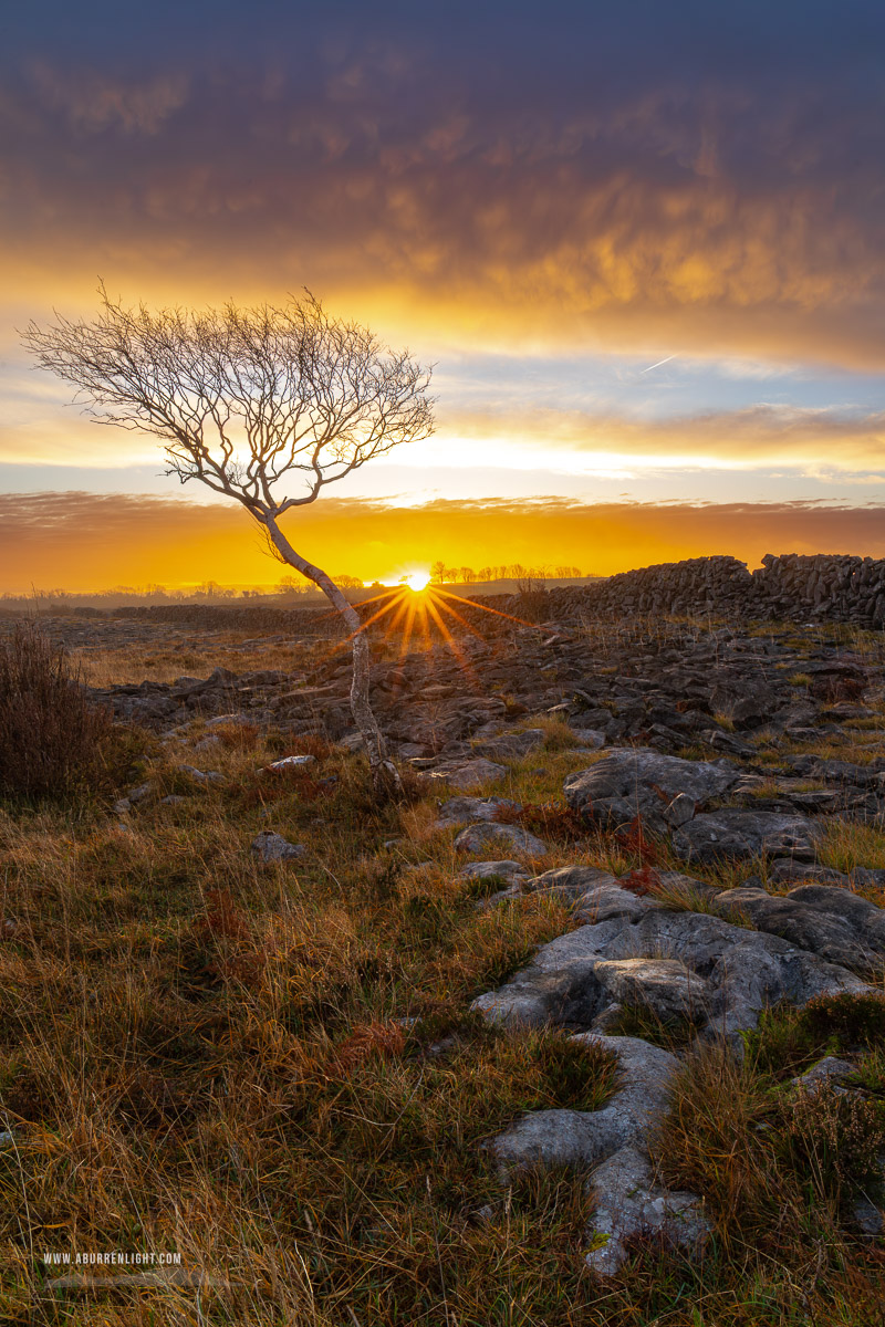 A Burren Lone Tree Clare Ireland - december,lone tree,lowland,orange,sunrise,sunstar,wall,winter,portfolio,limited