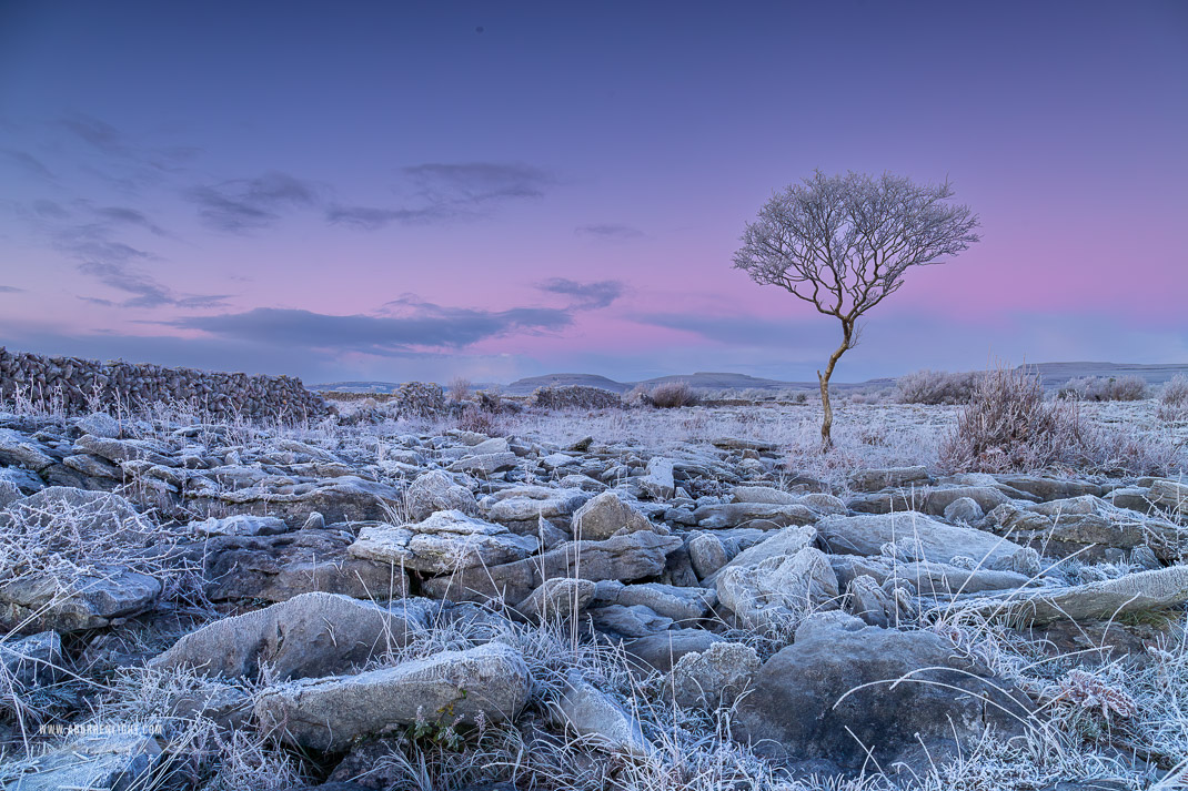 A Burren Lone Tree Clare Ireland - dawn,frost,hoarfrost,january,lone tree,lowland,twilight,wall,winter