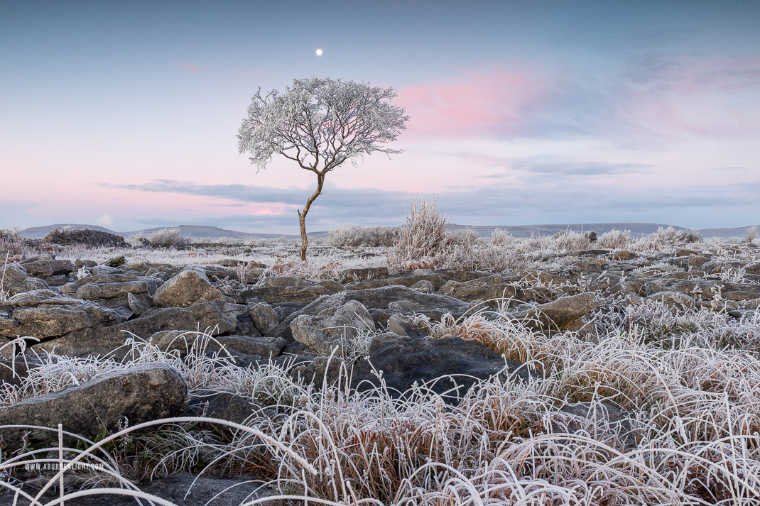 A Burren Lone Tree Clare Ireland - autumn,december,frost,lone tree,moon,twilight,hoarfrost,lowland,dawn