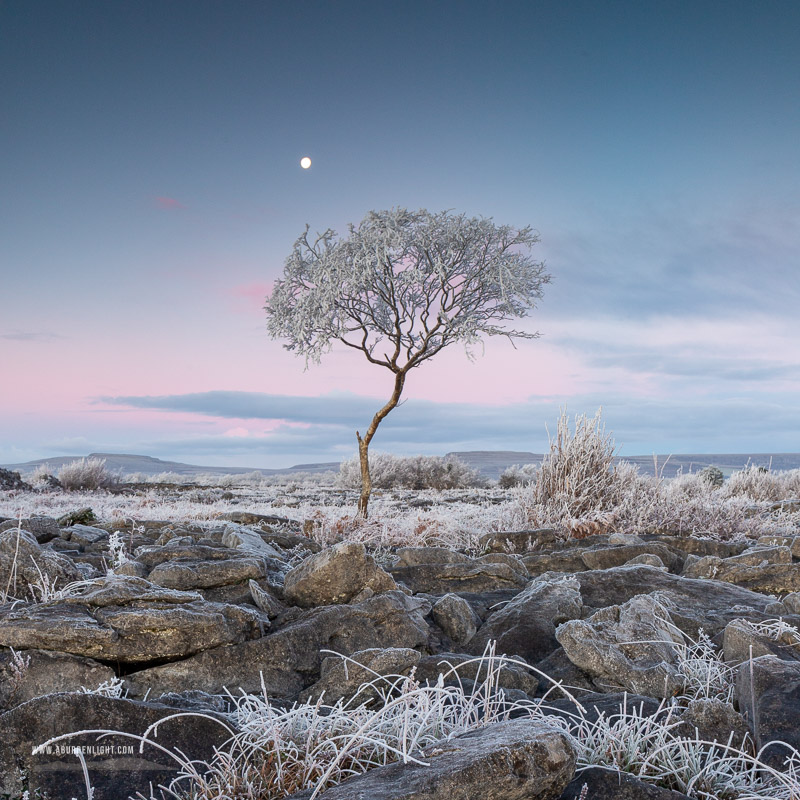 A Burren Lone Tree Clare Ireland - autumn,december,frost,lone tree,lowland,moon,square,twilight,hoarfrost,lowland,dawn