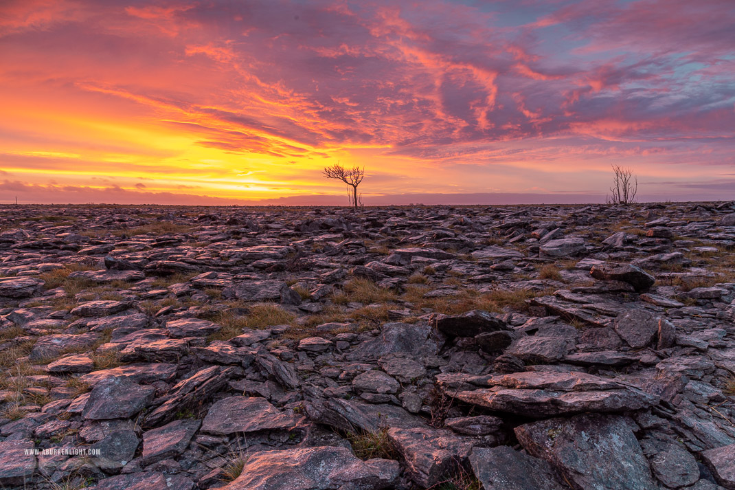 A Burren Lone Tree Clare Ireland - dawn,january,lone tree,lowland,red,sunrise,winter