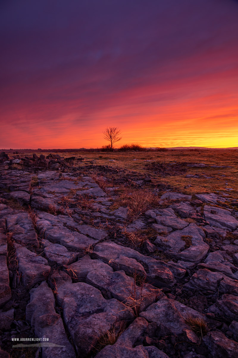 A Burren Lone Tree Clare Ireland - dawn,lone tree,lowlands,march,red,twilight,winter,limited,portfolio