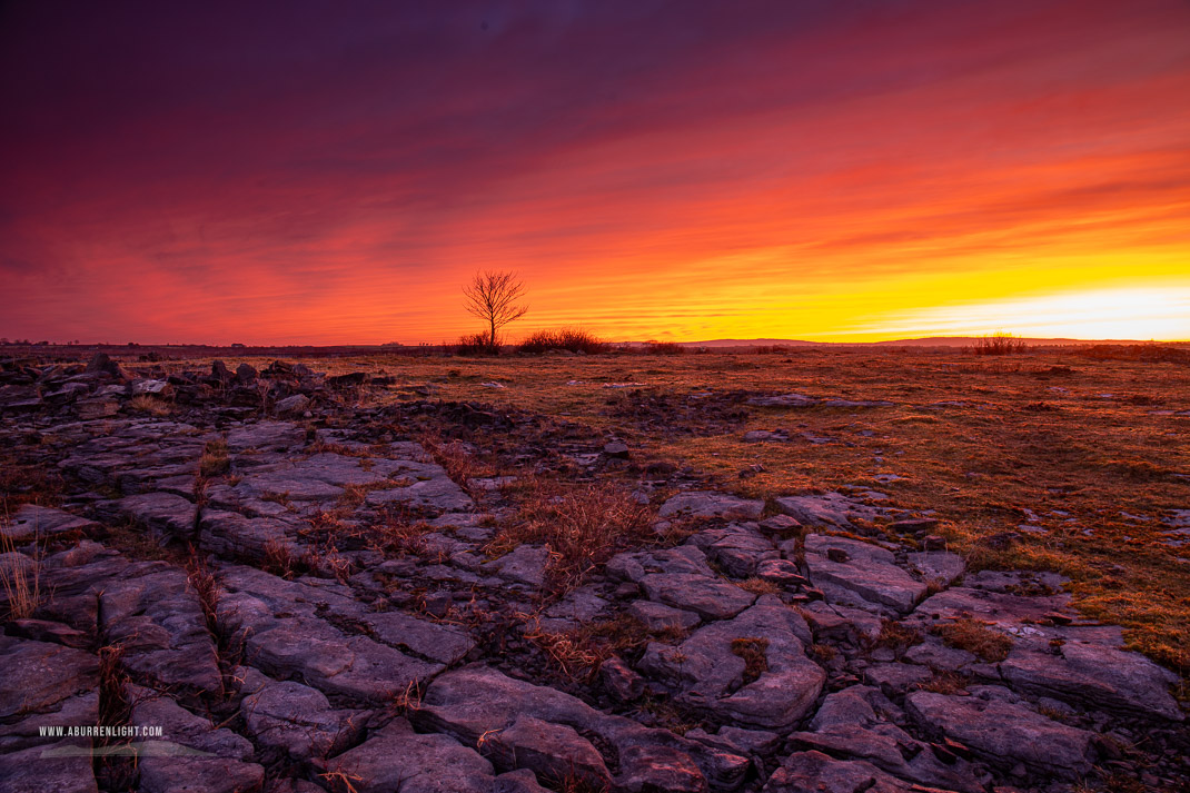 A Burren Lone Tree Clare Ireland - dawn,lone tree,lowlands,march,red,twilight,winter,limited